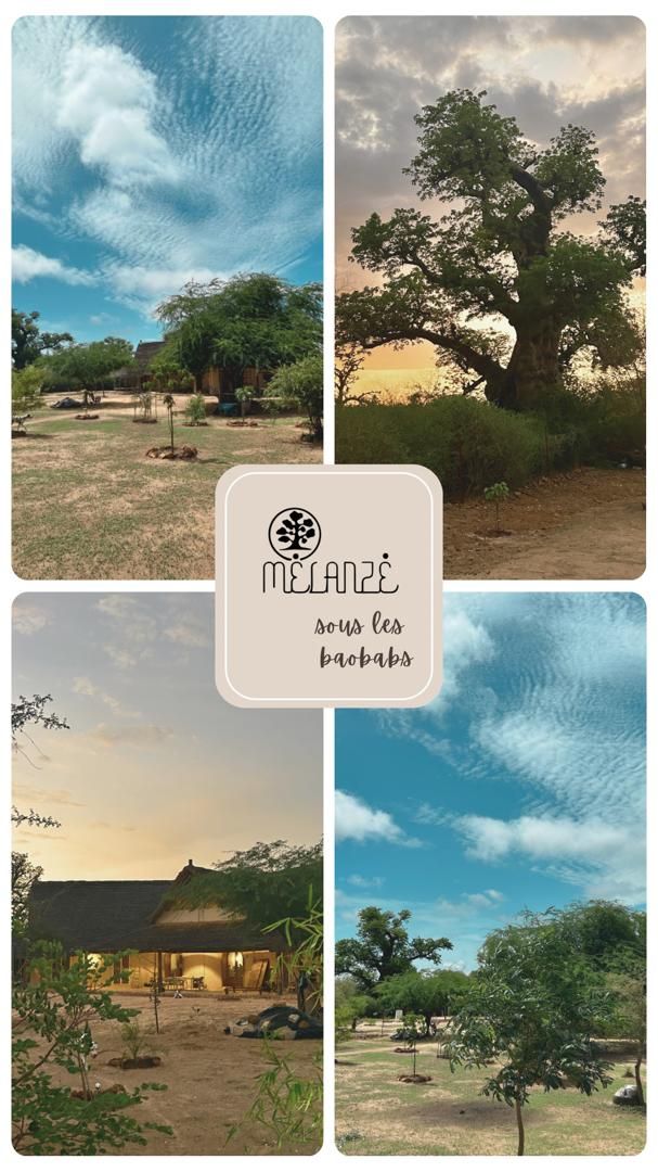 Sous les baobabs, sur le terrain de Mélanzé